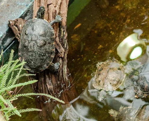 Tropenzoo Bansin Schildkröte Wasser Baumstamm im Wasser Steine Reflektion Insel Usedom